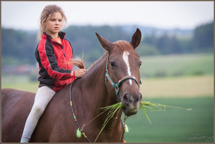 Asbach Fohlenshow 2014 069